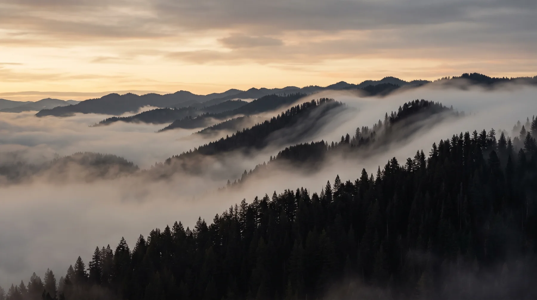 Fog rolling over dark pine ridges at dawn